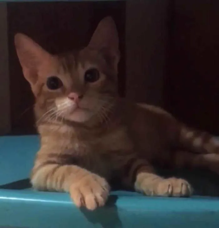 Gato ra a SRD idade 2 a 6 meses nome Tigrin 
