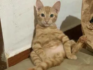 Gato raça SRD idade 2 a 6 meses nome Tigrin 