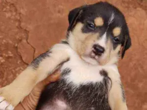 Cachorro raça Srd idade Abaixo de 2 meses nome Fofucho