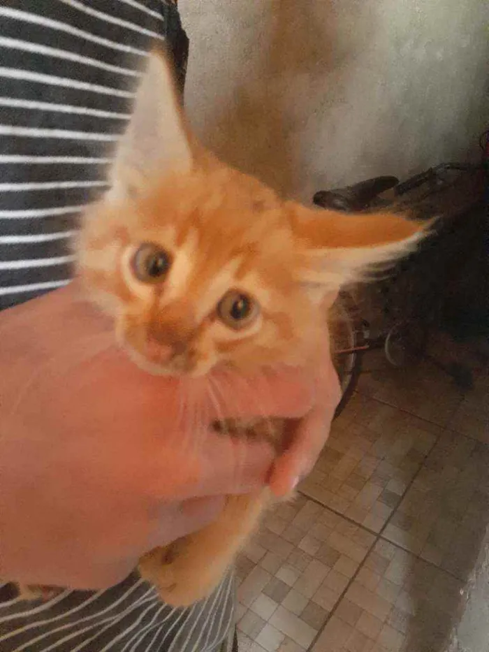 Gato ra a  idade Abaixo de 2 meses nome Nn possui nomea