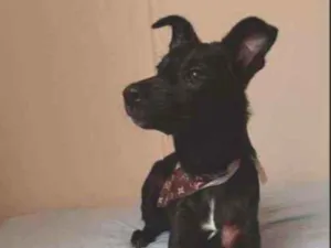 Cachorro raça SRD idade 2 a 6 meses nome Fiona