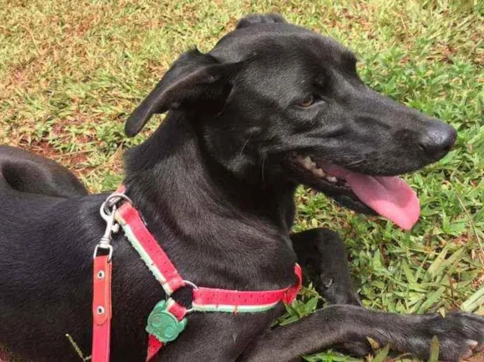 Cachorro ra a SRD idade 2 anos nome Suzana 