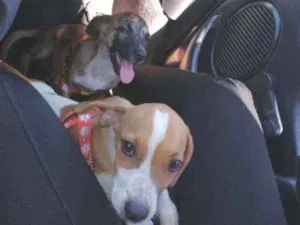 Cachorro raça Indefinida idade 2 a 6 meses nome Não sei