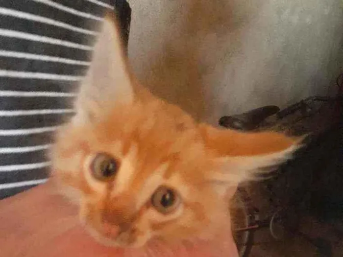 Gato ra a  idade Abaixo de 2 meses nome Nn possui nomea
