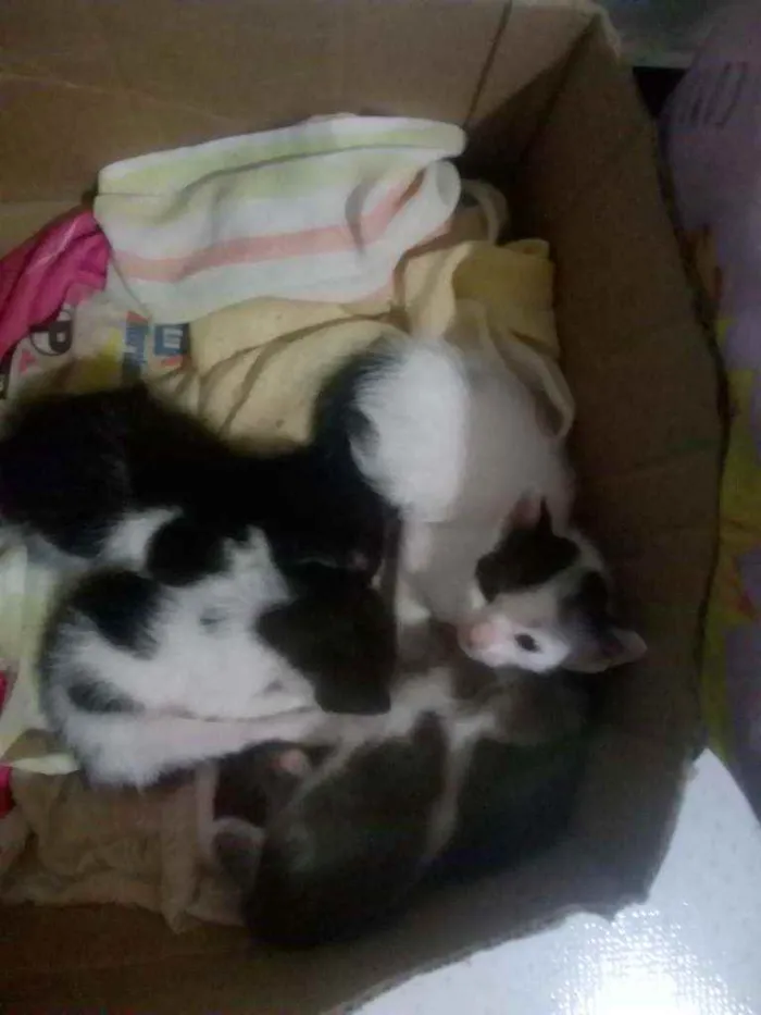 Gato raça Vira lata idade Abaixo de 2 meses nome Não tem nome