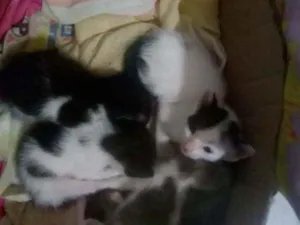 Gato raça Vira lata idade Abaixo de 2 meses nome Não tem nome