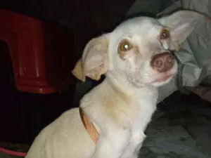 Cachorro raça Sem raça definida idade 7 a 11 meses nome Costelinha