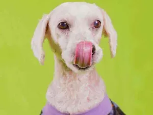 Cachorro raça Poodle idade 5 anos nome Bolt