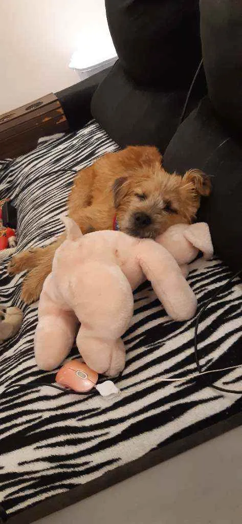 Cachorro ra a Srd idade 1 ano nome Rambo 