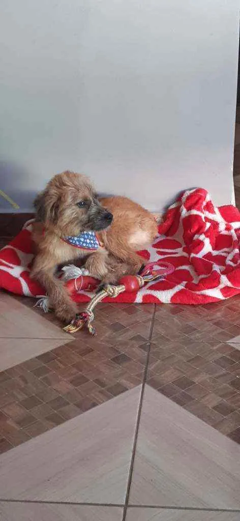 Cachorro ra a Srd idade 1 ano nome Rambo 