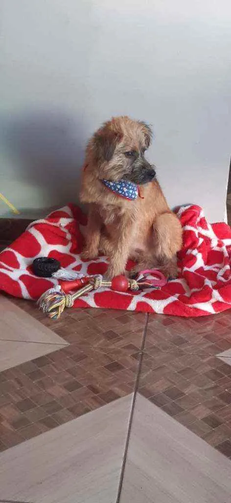 Cachorro ra a Srd idade 1 ano nome Rambo 