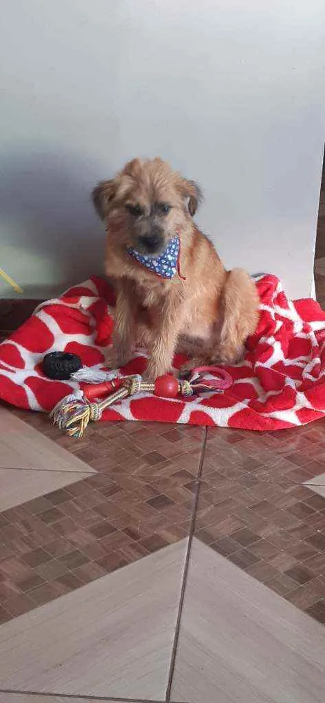 Cachorro ra a Srd idade 1 ano nome Rambo 