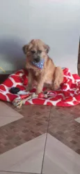 Rambo