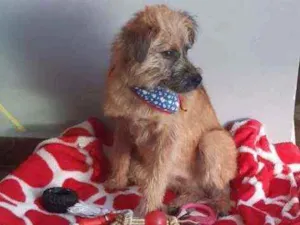 Cachorro raça Srd idade 1 ano nome Rambo 