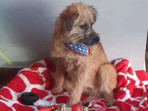 Cachorro ra a Srd idade 1 ano nome Rambo 