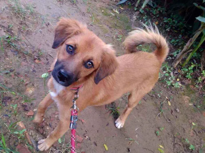 Cachorro raça Não sei idade 7 a 11 meses nome Romeo