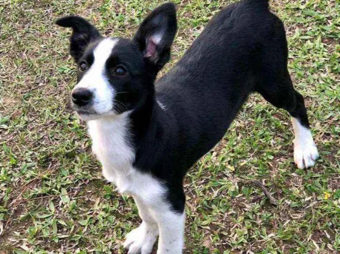 Cachorro ra a sem raça definida idade 2 a 6 meses nome Bebê Carinhosa