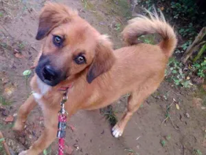 Cachorro raça Não sei idade 7 a 11 meses nome Romeo