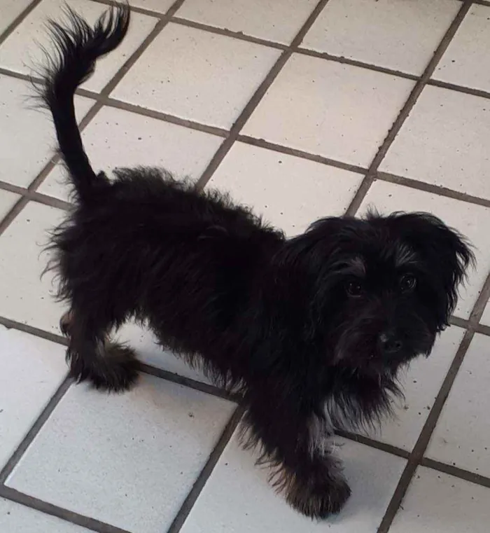 Cachorro ra a SRD idade 7 a 11 meses nome Piccolina