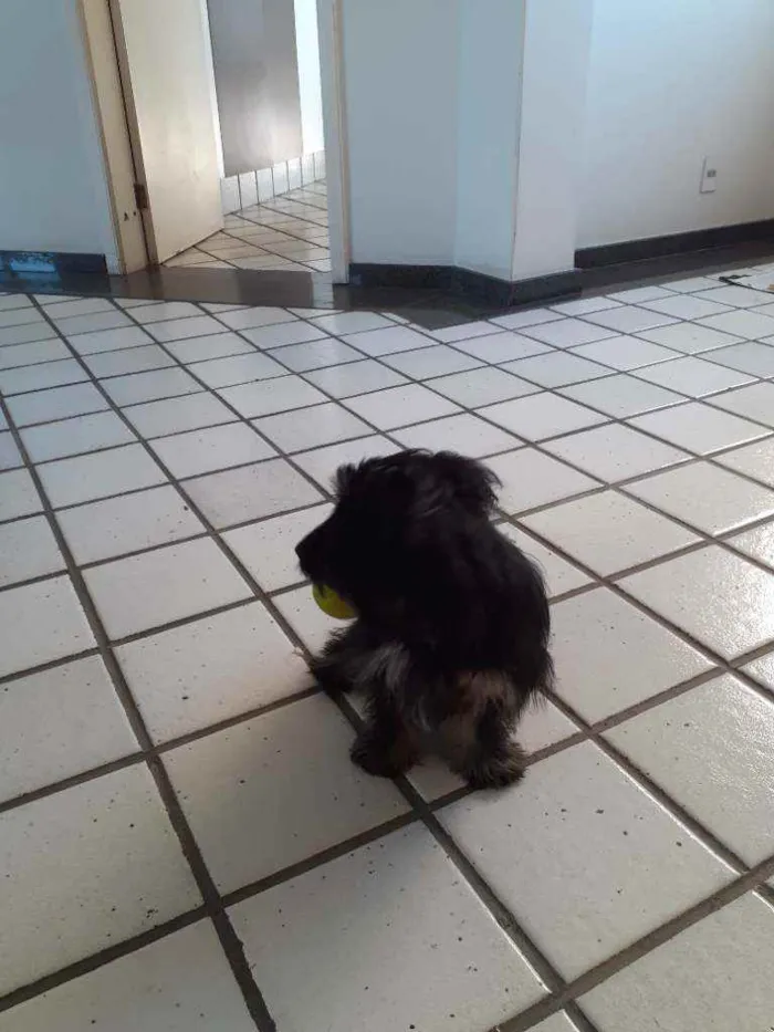 Cachorro ra a SRD idade 7 a 11 meses nome Piccolina