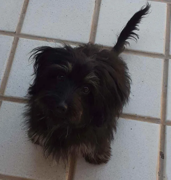 Cachorro ra a SRD idade 7 a 11 meses nome Piccolina