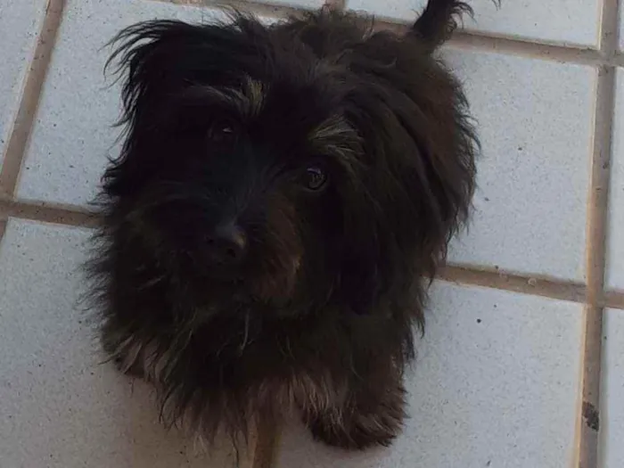 Cachorro ra a SRD idade 7 a 11 meses nome Piccolina