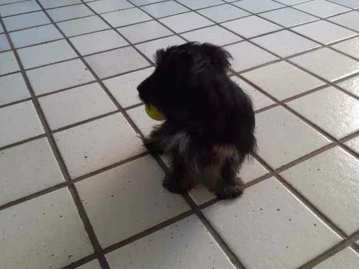 Cachorro ra a SRD idade 7 a 11 meses nome Piccolina