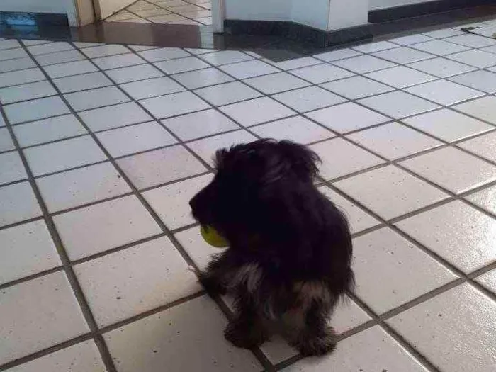 Cachorro ra a SRD idade 7 a 11 meses nome Piccolina