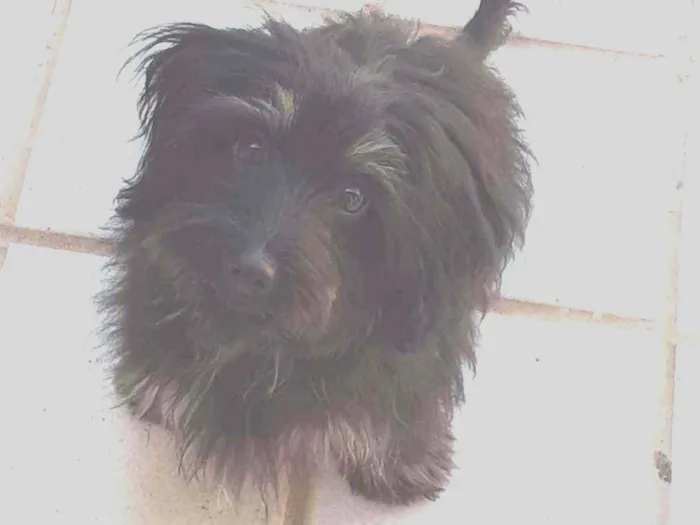 Cachorro ra a SRD idade 7 a 11 meses nome Piccolina