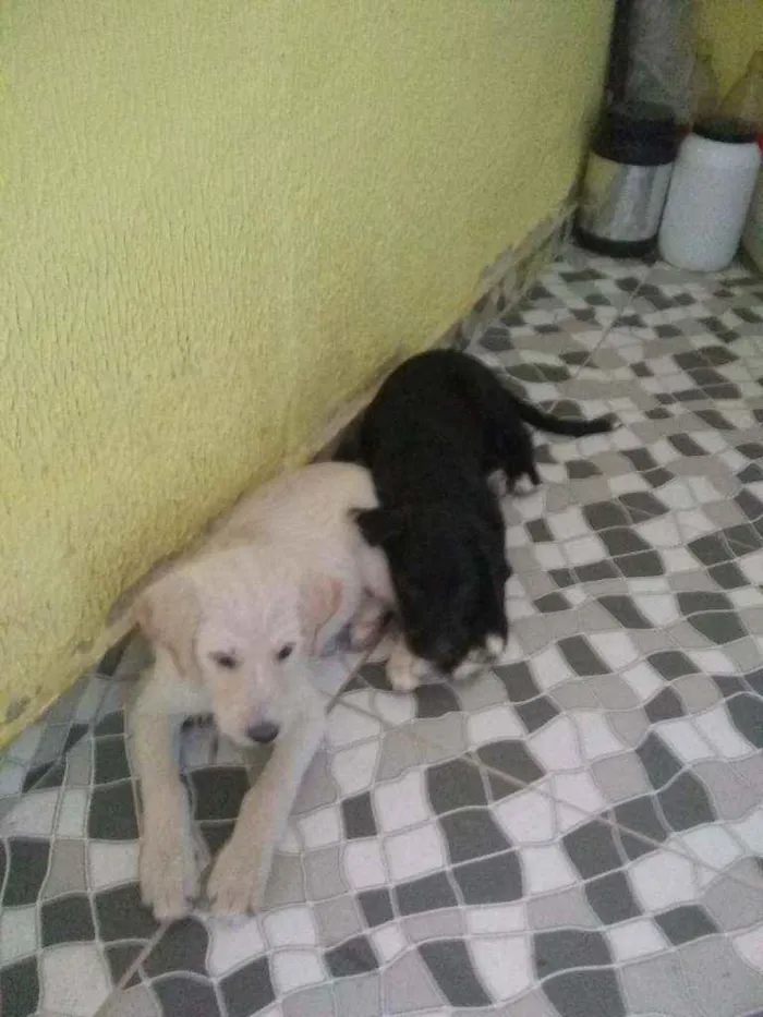 Cachorro ra a Mestiços idade 2 a 6 meses nome Zulu e zeus