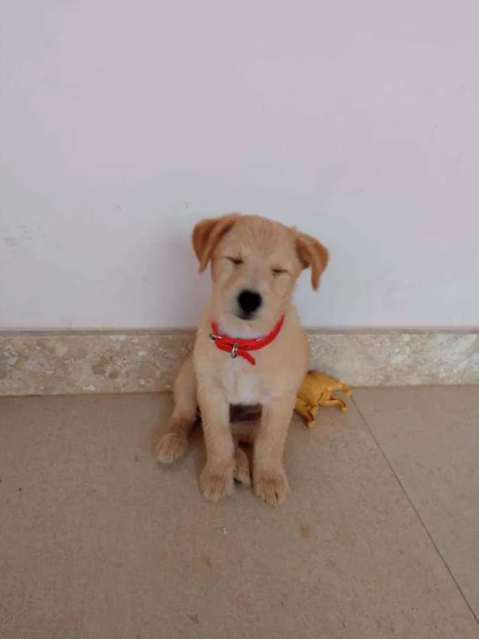 Cachorro raça Puddle + Vira-lata idade 2 a 6 meses nome Luke
