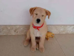 Cachorro raça Puddle + Vira-lata idade 2 a 6 meses nome Luke