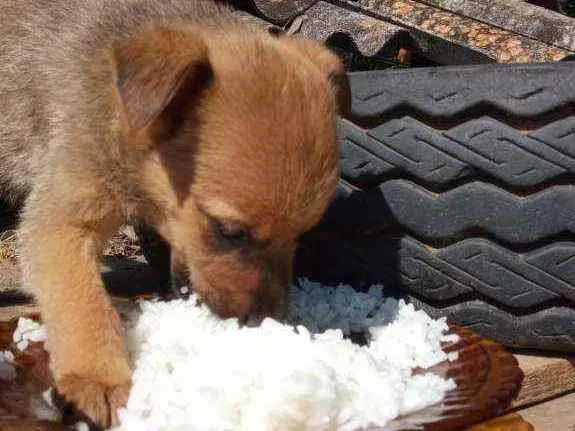 Cachorro raça SRD  idade 2 a 6 meses nome Liz 