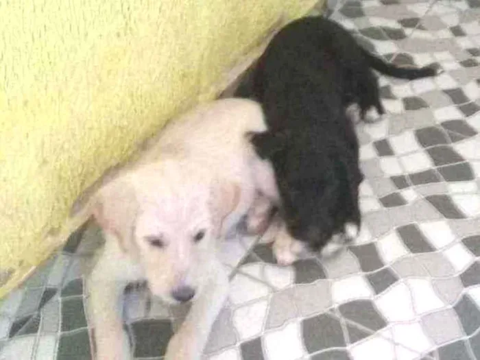 Cachorro ra a Mestiços idade 2 a 6 meses nome Zulu e zeus