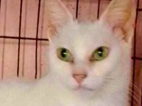 Cachorro raça Srd idade 7 a 11 meses nome Luna e Beatriz 