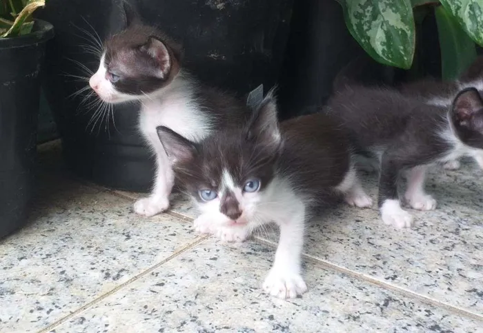 Gato ra a Mestiço Angorá idade Abaixo de 2 meses nome Filhotes