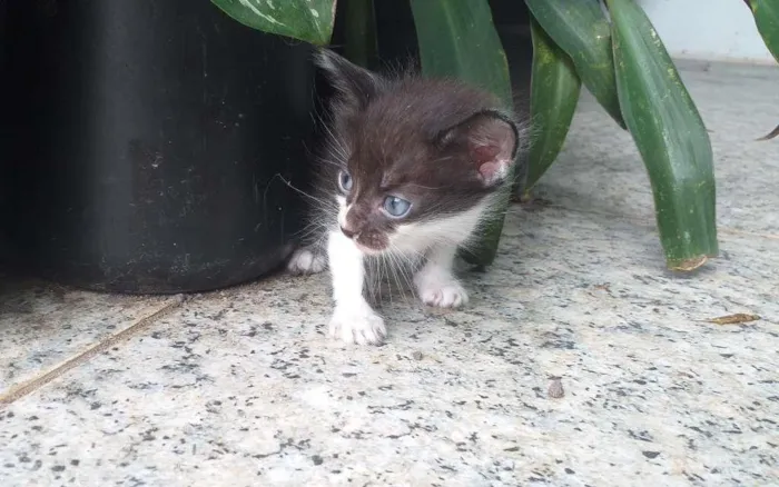 Gato ra a Mestiço Angorá idade Abaixo de 2 meses nome Filhotes