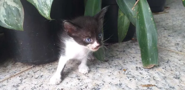 Gato ra a Mestiço Angorá idade Abaixo de 2 meses nome Filhotes