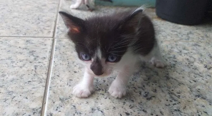 Gato ra a Mestiço Angorá idade Abaixo de 2 meses nome Filhotes