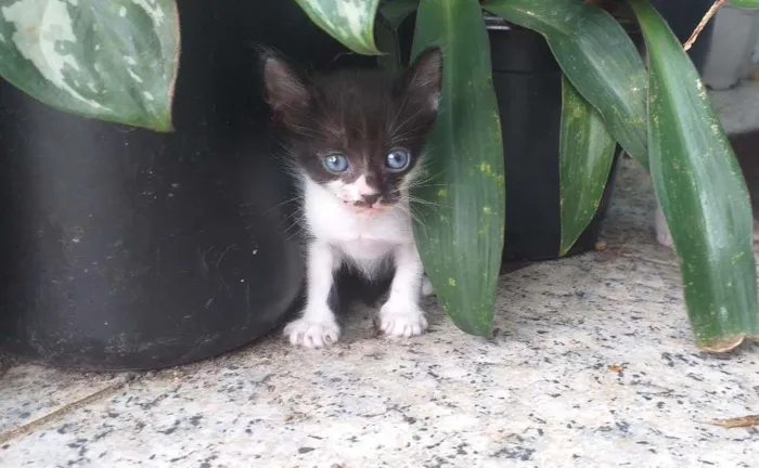 Gato ra a Mestiço Angorá idade Abaixo de 2 meses nome Filhotes