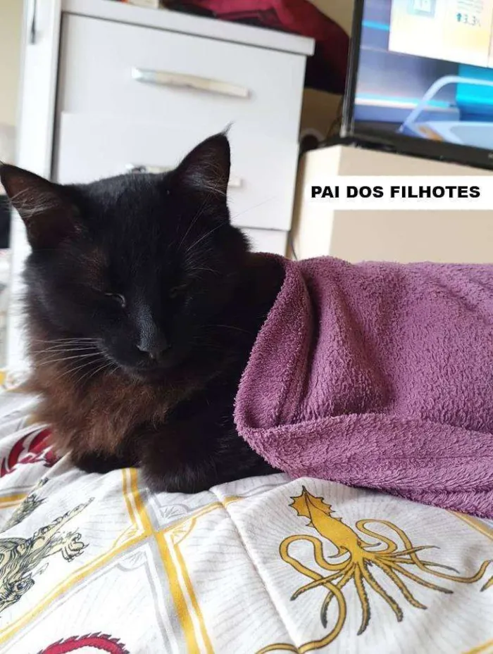 Gato ra a Mestiço Angorá idade Abaixo de 2 meses nome Filhotes