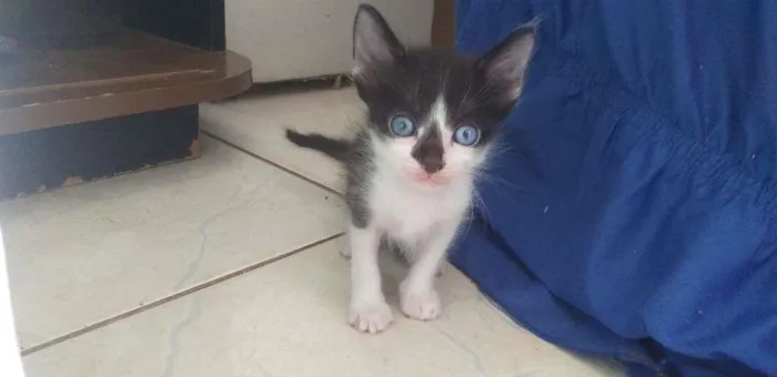 Gato ra a Mestiço Angorá idade Abaixo de 2 meses nome Mario