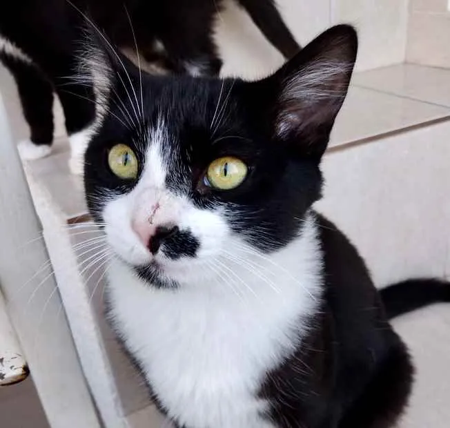 Gato raça Srd  idade 1 ano nome Valentina linda 