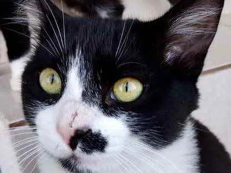 Gato raça Srd  idade 1 ano nome Valentina linda 