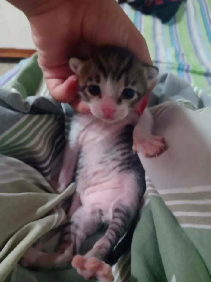 Gato raça Acho que Maine coon, não tenho idade Abaixo de 2 meses nome Ariel