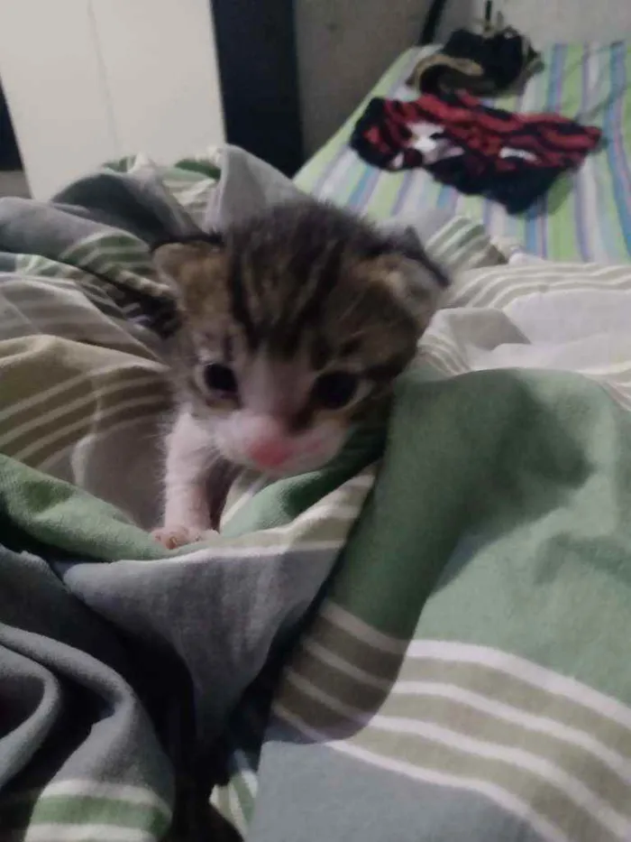 Gato raça Acho que Maine coon, não tenho idade Abaixo de 2 meses nome Ariel