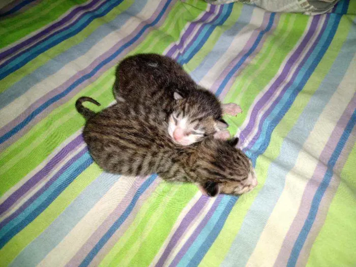 Gato raça Acho que Maine coon, não tenho idade Abaixo de 2 meses nome Ariel