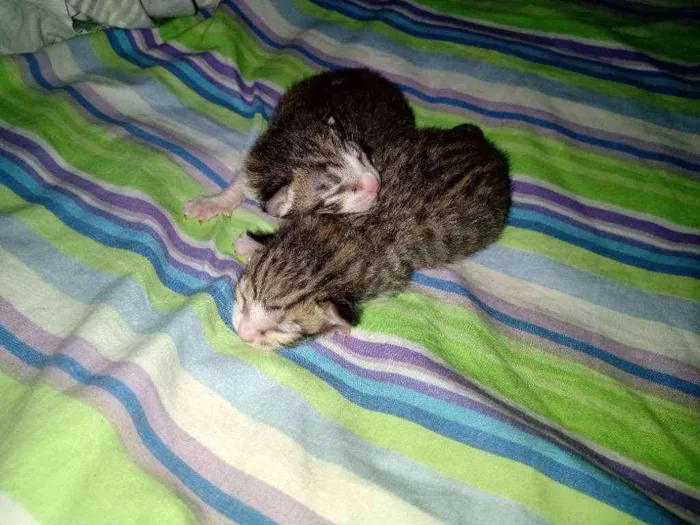 Gato raça Acho que Maine coon, não tenho idade Abaixo de 2 meses nome Ariel