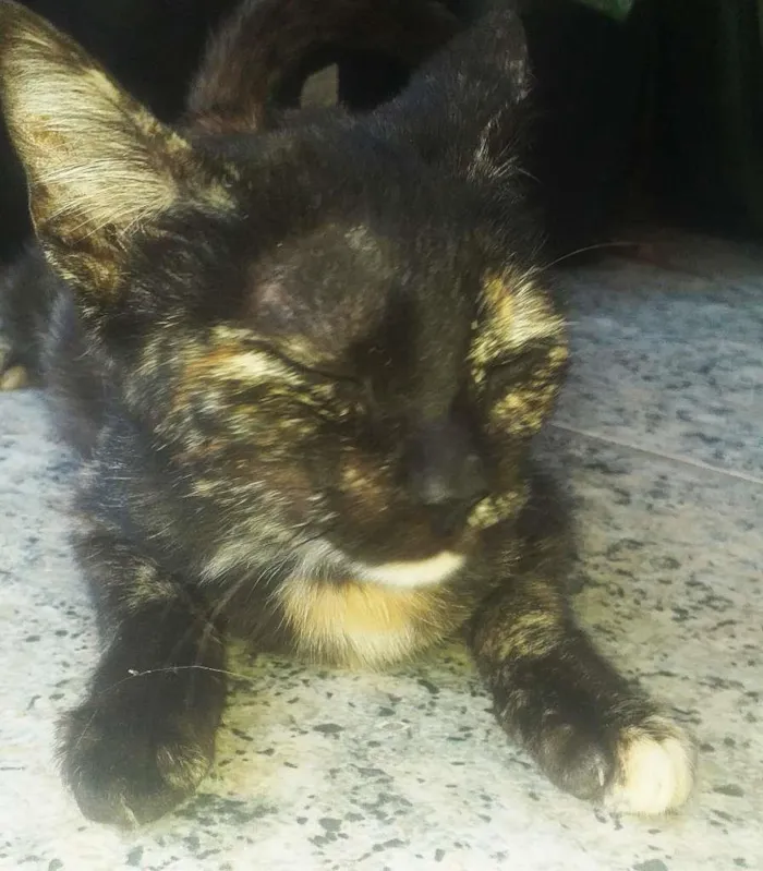 Gato ra a SRD-ViraLata idade 2 a 6 meses nome Bela