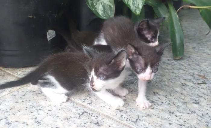 Gato ra a Mestiço Angorá idade Abaixo de 2 meses nome Maria